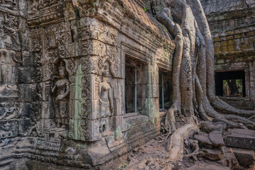 Naklejka premium Angkor Temples, Siem Riep, Cambodia - February 12, 2018: Parts of the temple under the roots of large trees in the jungle of Angkor