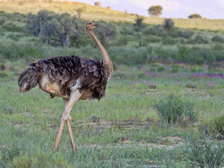 Adult female Ostrich, Struthio camelus, in the grass of Kalahari, South Africa