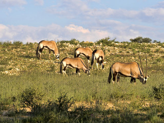 Gemsbok, Oryx gazella gazella, grazing in tall grass, Kalahari, South Africa