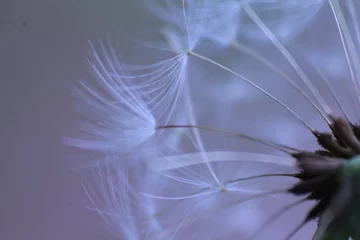 Fotobehang dandelion fluff © Alexandra