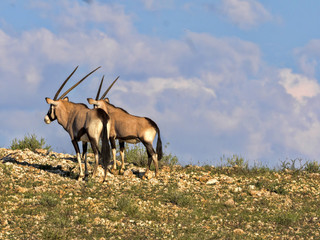 Gemsbok, Oryx gazella gazella, grazing in tall grass, Kalahari, South Africa