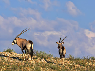 Gemsbok, Oryx gazella gazella, grazing in tall grass, Kalahari, South Africa
