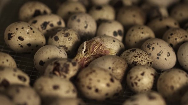 Small quail pink featherless chicken hatching in pile of dotted eggs in bird farm incubator
