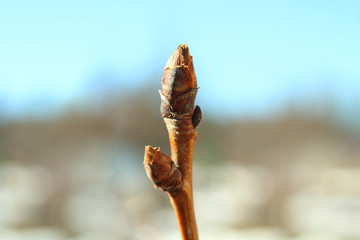 Pear tree close-up. Background.