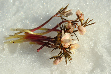 Fresh real live snowdrops in the snow. Close-up. Background.