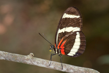 on's Longwing - Heliconius hewitsoni, beautiful colorful butterfly from Central America forests.