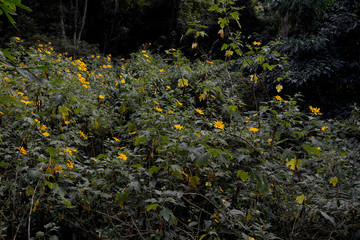 A patch of  Tithonia diversifolia, sunflower tree, yellow, in nature,