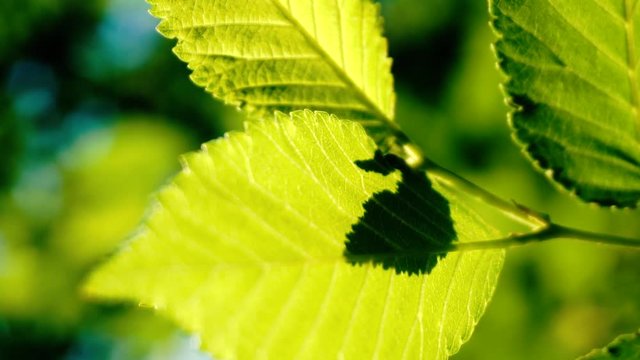 Green leaves in summer