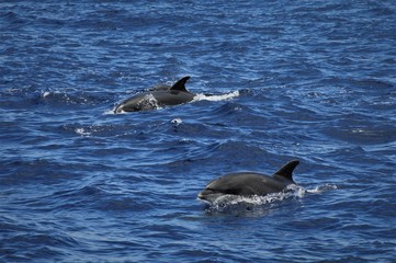dolphins playing free