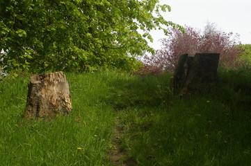 Tree Stumps