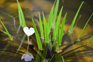 Krebsschere bl&uuml;ht