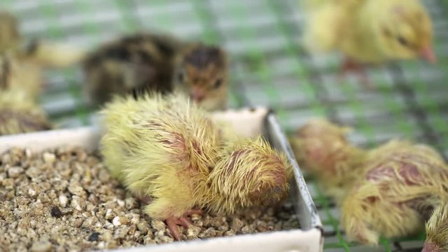 Lots of little featherless yellow quail chickling walking around matal cage at bird farm
