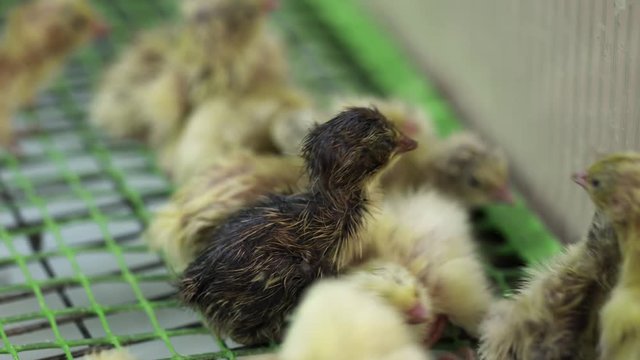 Lots of little hatched yellow quail chickling walking around matal cage at bird farm