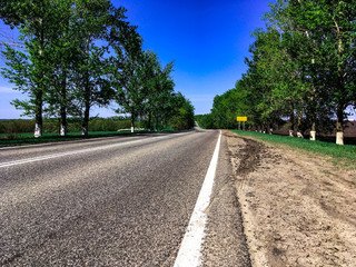 Trees along the road
