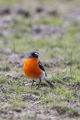 Flame Robin (Petroica phoenicea) 