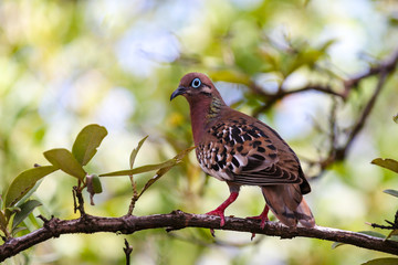 Galapagos Dove in a tree