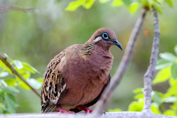 Galapagos Dove in a tree