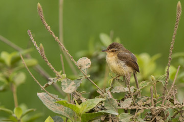 Plain Prinia (Prinia inornata) race 