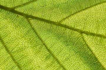 Obraz premium Feuille de noisetiter