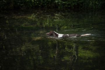 Dog in lake