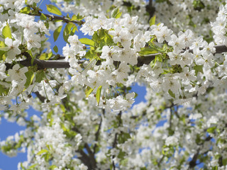 close up blooming white apple blossom flower branche, selective focus,blue sky background