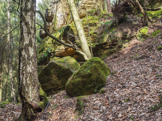 deciduous birch and oak forest with big  moss covered stones and sandstone rocks, lush green moss and fern, czech republic, Lusatian Mountains