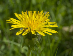 macro close up single yellow dandelion with climbing ant on lush green bokeh background