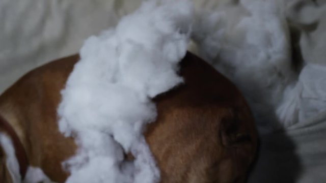 Cute Little Dog Ripping Up A White Couch Furniture