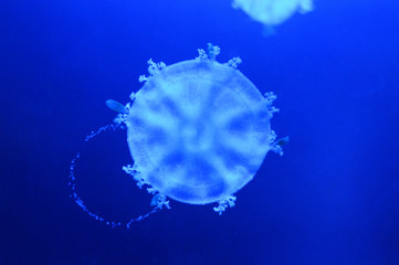 A saltwater jellyfish or medusa in a dark blue water