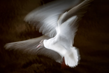 Fototapeta premium White seagull waving its wings in flight on a dark background in long exposition, slow shutter