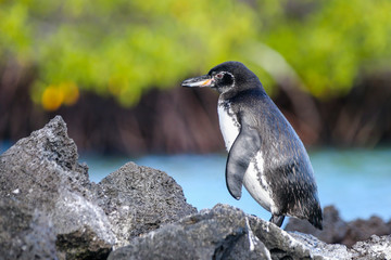 Penguins in the Galapagos