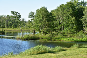 Lake Or Pond Shore And Trees