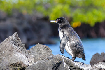 Penguins in the Galapagos
