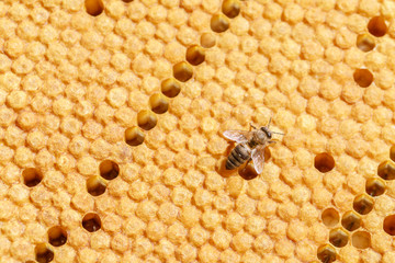 Lonely bee crawls on honeycombs, close-up