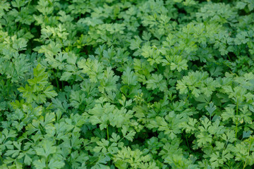 Fototapeta na wymiar Appetizing fresh green parsley grows on the garden bed