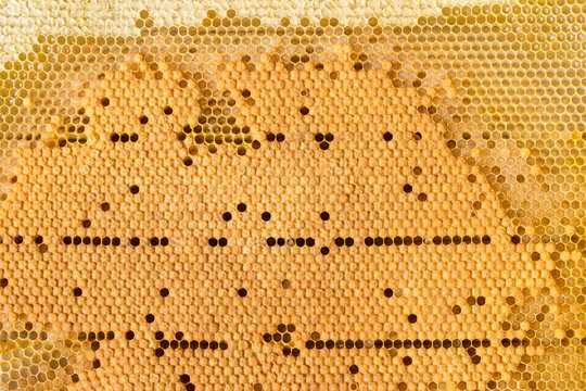 Beautiful golden hexagonal honeycomb as background or backdrop
