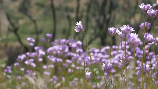 Blue Dick Wildflowers