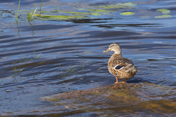 wild duck in the habitat