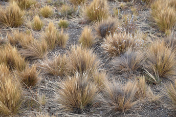 Graminées de la pamap argentine