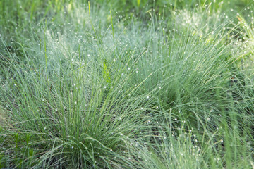 Greed grass in a dew. Morning in the forest.