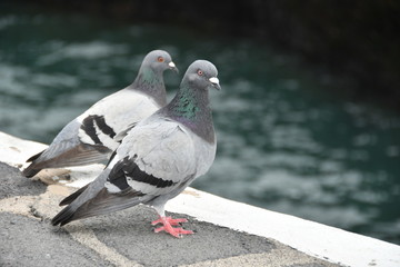 Palomas junto al mar