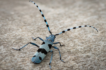 Female Alpine longhorn beetle on a beech tree