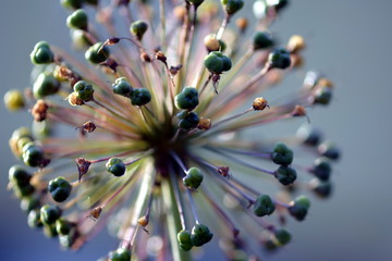 A close view of a horseradish flower (zbliżenie na kwiat chrzanu)