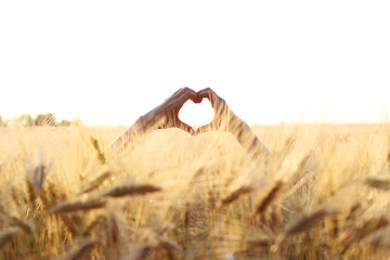 Male hands make a heart against the background of a wheat field
