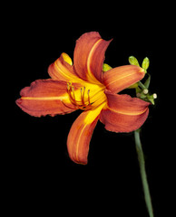 Orange and yellow flower