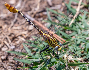 Dragonfly perched on grass