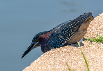 Green Heron Fishing