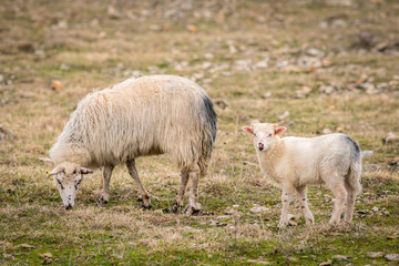 Obraz na płótnie Canvas Young lamb and its mother standing on a pasture