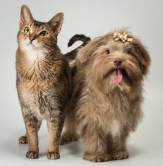 Fototapeta premium Cat and bolonka