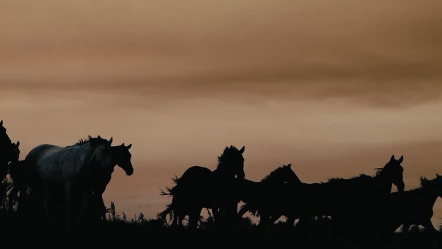 Herd of wild horses moving through the yellow hills, during pink sunset. Wild animals, wild places, running stallions